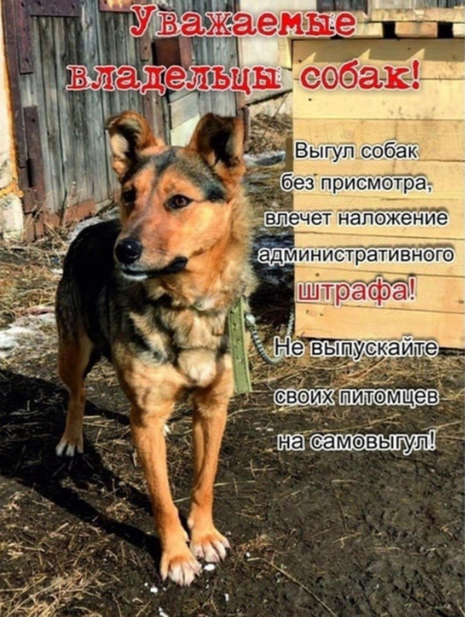 Ответственность за самовыгул собак